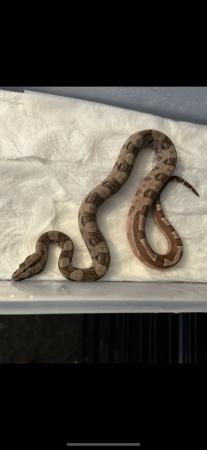 Image 3 of CB23 male Hypo 66% het Blood/Kahl