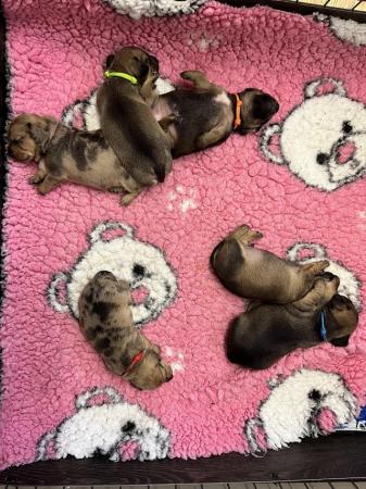 Image 5 of Adorable Chiweenie Puppies Looking For Loving Homes
