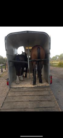 Image 2 of Richardson supreme rosette horse trailer