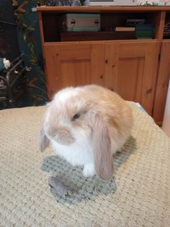Image 5 of French lop rabbits boys