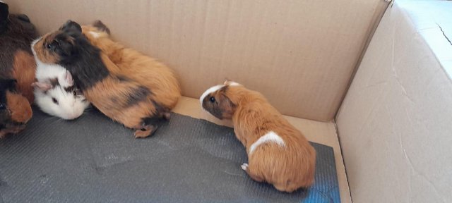 Image 1 of Baby Guinea pigs for sale