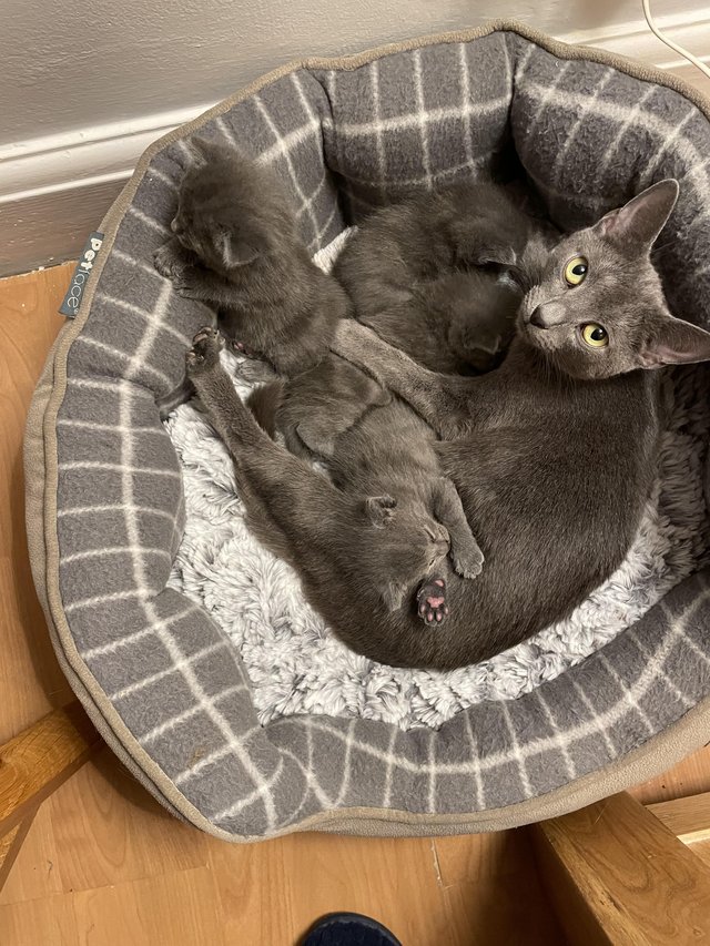 Preview of the first image of Beautiful Russian blue kittens.