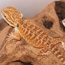 Image 23 of WARRINGTON PETS STOCKED LIZARDS FOR SALE