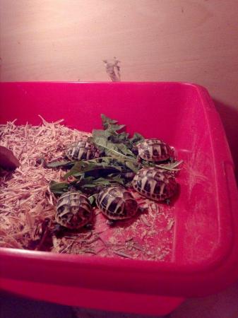 Image 6 of Herman baby tortoises5 available 1 lefr