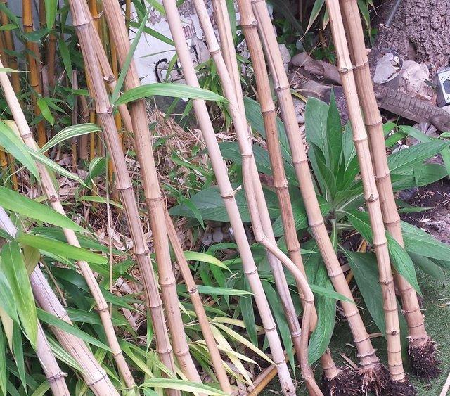 Preview of the first image of BAMBOO CANES, Home Produced London Grown.