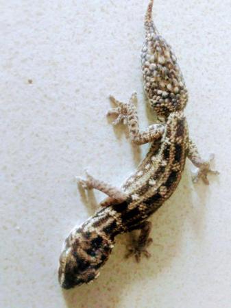 Image 5 of Baby Viper Gecko's Unsexed For Sale