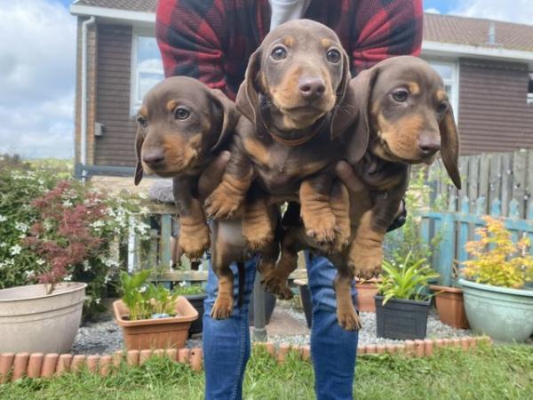 Image 10 of Beautiful Girl Dachshunds, ready to leave 8th May.