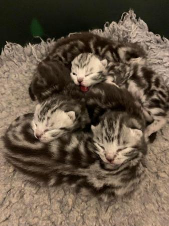 Image 6 of Pedigree British shorthair kittens