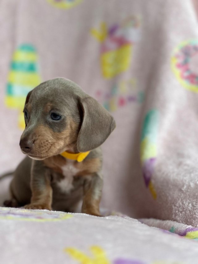 Preview of the first image of Minature dachshund puppy’s.