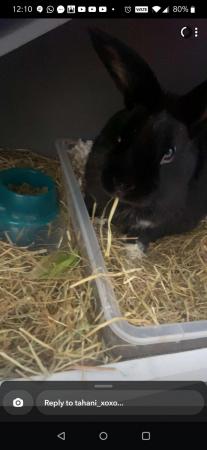 Image 4 of 2 year old male neutered rabbit