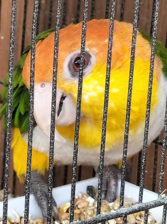 Image 1 of Yellow thigh caique.....