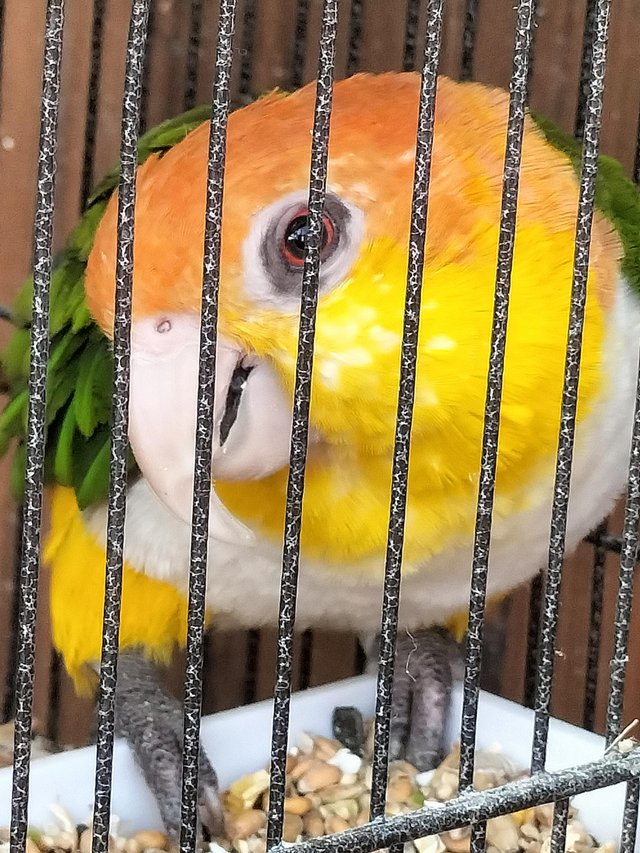 Preview of the first image of Yellow thigh caique......