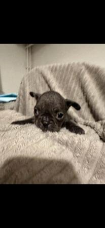 Image 4 of 2 male 2 female French bulldog pups for sale