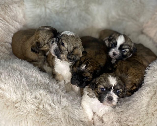 Preview of the first image of Shih tzu puppies 4 boys 1 girl.
