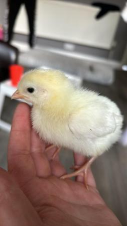 Image 2 of Baby chicks different breeds