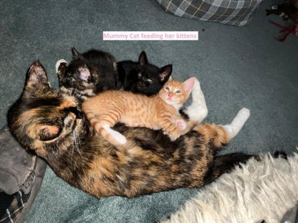 Image 5 of Black Kittens Manchester £55