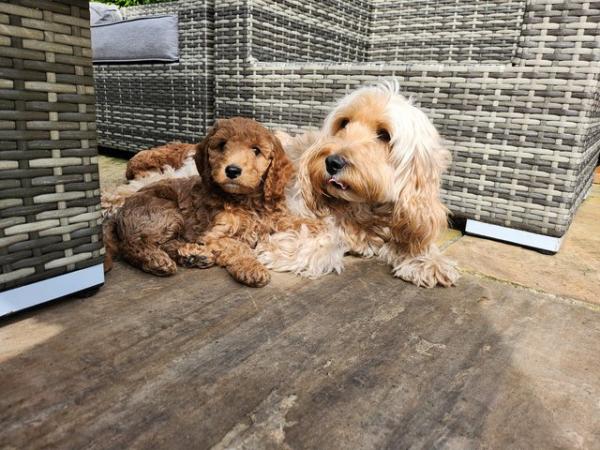 Image 1 of GORGEOUS COCKAPOO PUPPIES FOR SALE