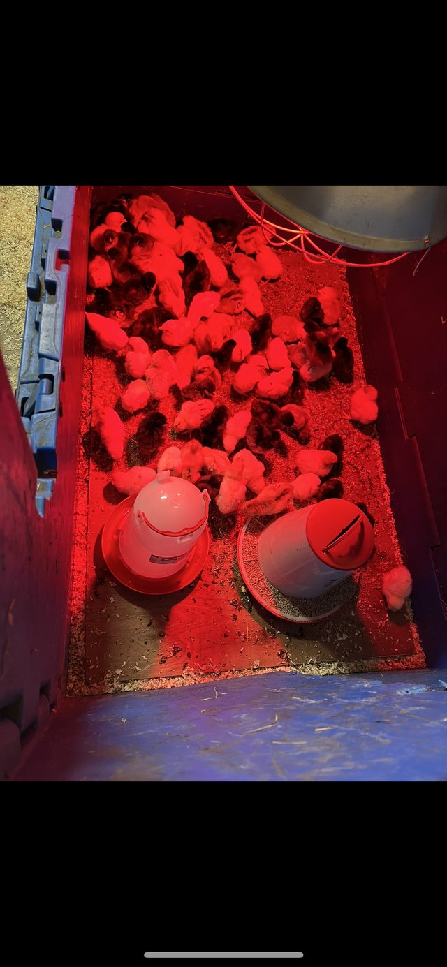 Preview of the first image of 5 week old chicks and 5 day old chicks.