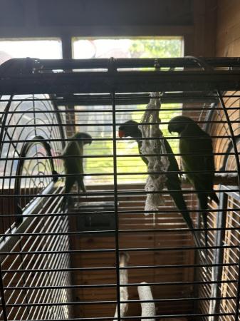 Image 3 of Derbayn parrot for sale one male and two females