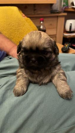 Image 6 of Stunning Imperial Shih Tzu puppies Ready now