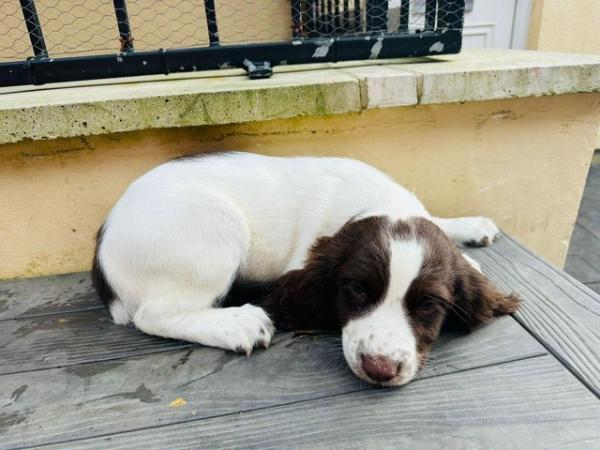 Image 5 of working springer spaniel puppies