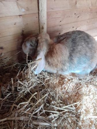 Image 1 of Gorgeous female french lop rabbit