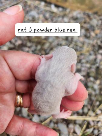 Image 8 of Extremely friendly baby rats ready 17th june