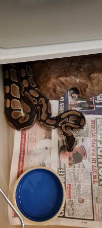 Image 3 of Multipleball pythons for sale £50 per snake