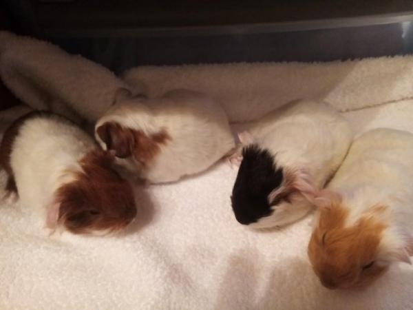 Image 2 of Guinea Pigs... Sow. Ready now