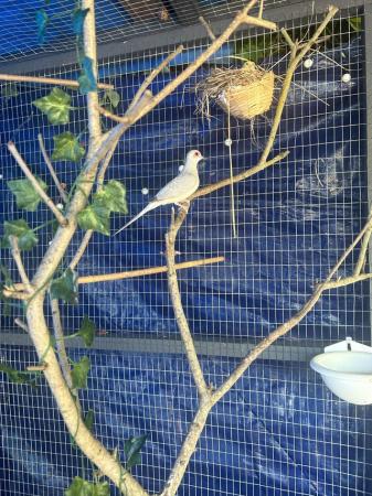 Image 1 of Diamond Dove for rehoming