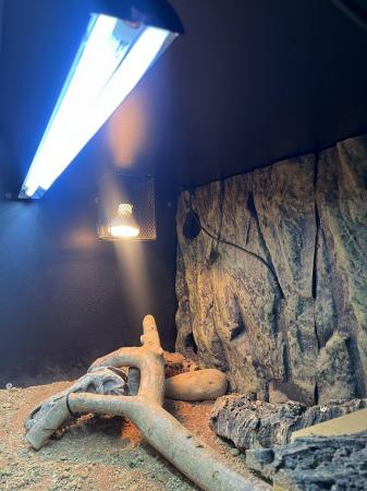 Image 4 of Full 4ft/2ft/2ft vivarium set-up. With accessories