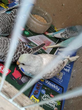 Image 3 of Baby budgies ready now right age to hand tame