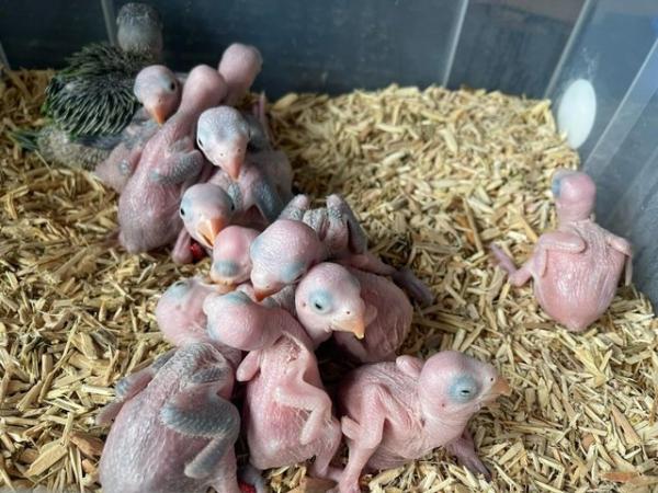 Image 5 of Properly Hand Reared Indian Ringneck Chicks Cuddly Tame