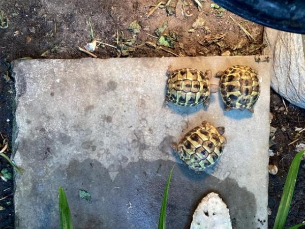 Image 11 of Herman tortoise hatched July 2023 with cities certification