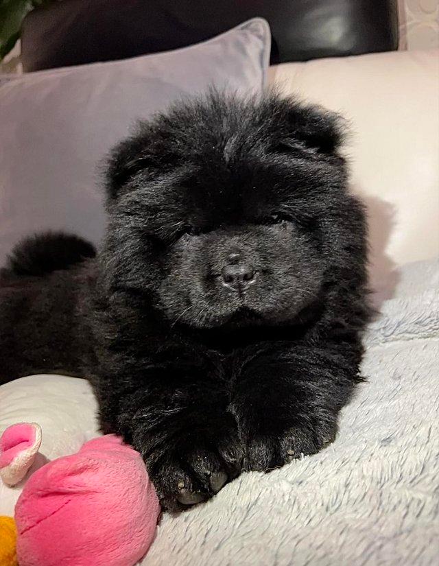 Preloved sales chow chow