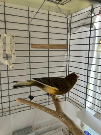 Image 2 of Male Fife canaries for sale