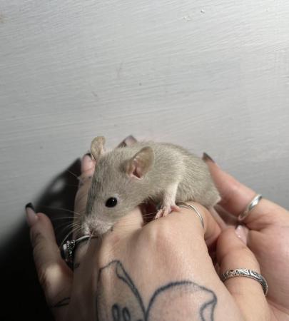 Image 2 of Mixed age young fancy rats Preston