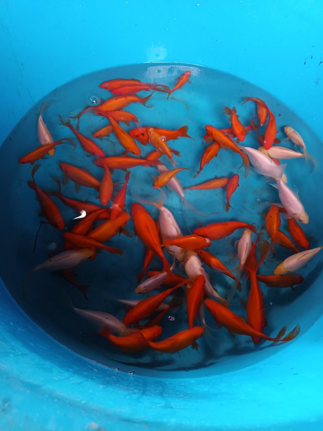 Preview of the first image of Mixed goldfish all colours and sizes.