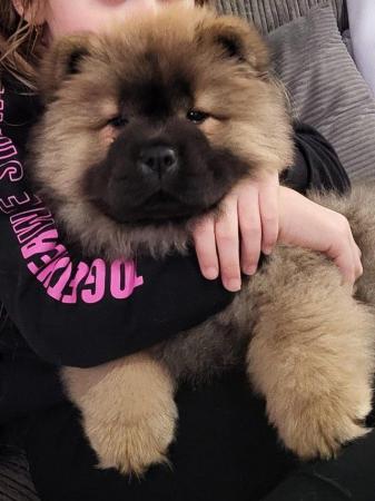 Image 3 of Ready now Kc Chowchow Puppies