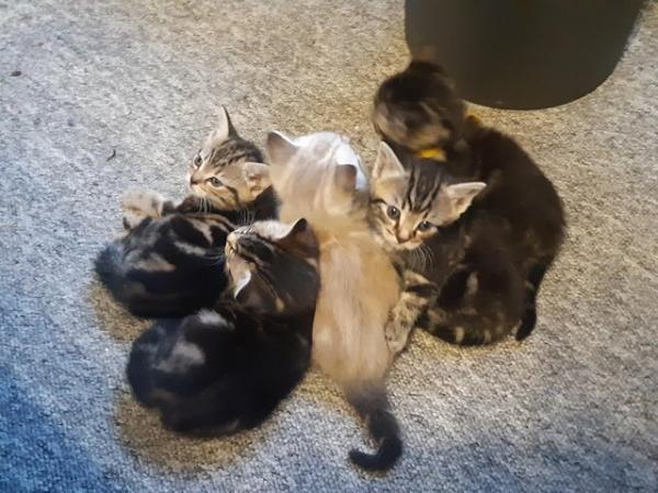 Image 3 of 4 beautiful tabby kittens for sale