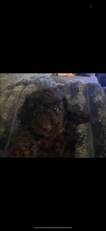 Image 19 of One left! REDUCED READY NOW Gorgeous cockapoo puppies.
