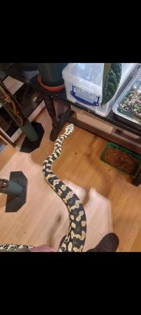 Image 5 of Jungle carpet python 2021 female hold back