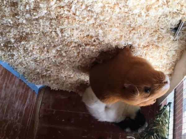 Image 5 of 2 bonded male guinea pigs with double storey hutch