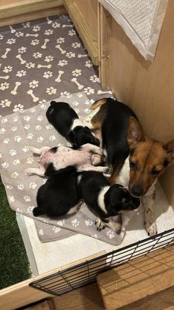 Image 6 of Jack Russell puppies ** two boys left**