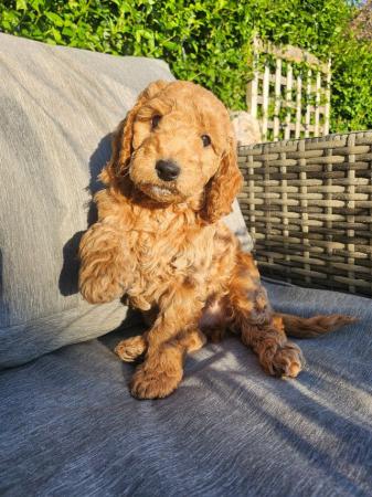 Image 22 of GORGEOUS COCKAPOO PUPPIES FOR SALE
