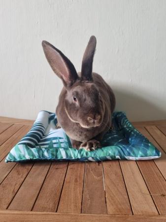 Image 9 of Waterproof mat beds for pets