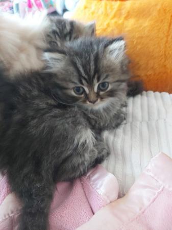 Image 5 of Reduced Last 2 Persian kittens raised family home