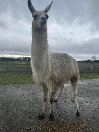 Image 3 of 2 year old intact Male llama for sale