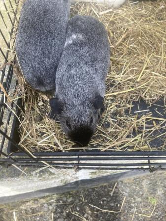 Image 7 of Guinea pigs for sale boys and girl