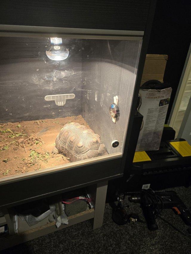 Preview of the first image of 7 year old tortoise (red foot ) and vivarium with lighting.